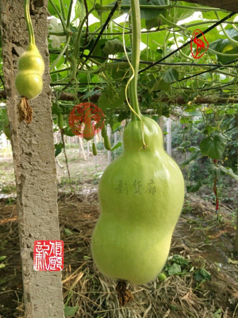 小Q莲花头葫芦种子