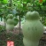 小Q莲花头葫芦种子