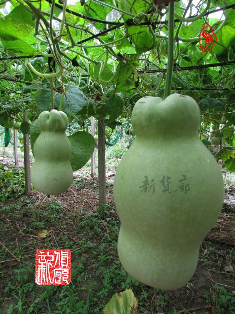 小Q莲花头葫芦种子