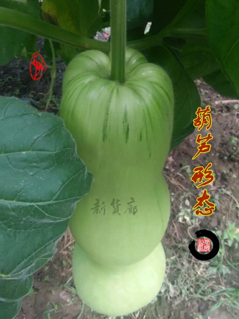 小Q莲花头葫芦种子
