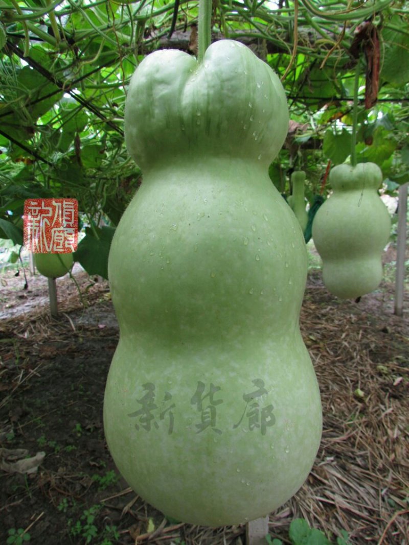 小Q莲花头葫芦种子