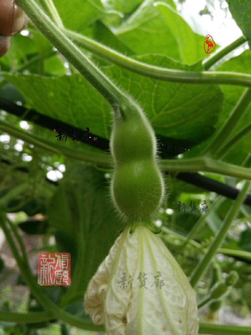小Q莲花头葫芦种子