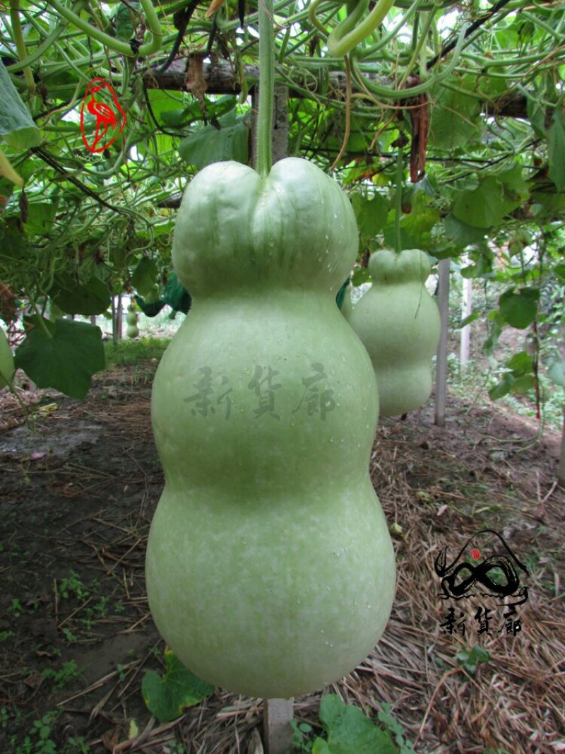 小Q莲花头葫芦种子
