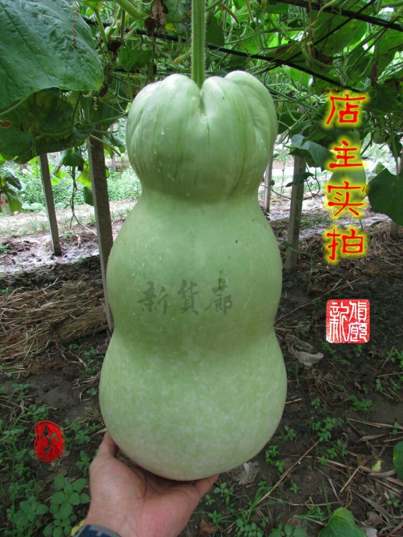 小Q莲花头葫芦种子