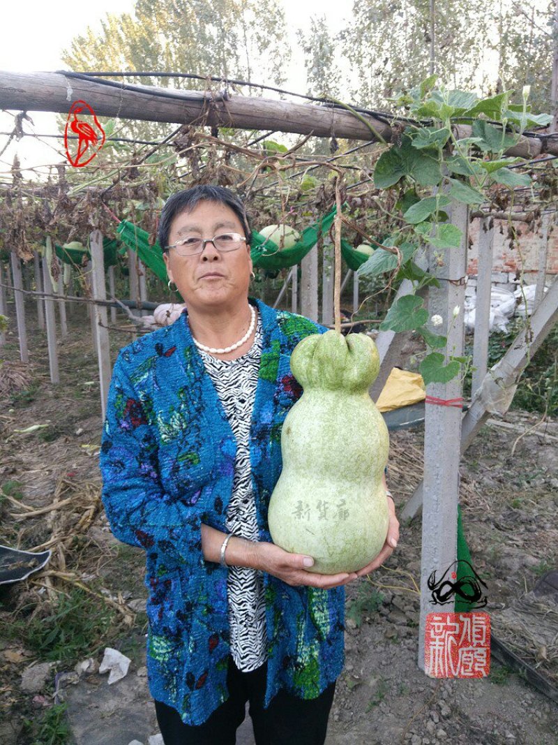 小Q莲花头葫芦种子