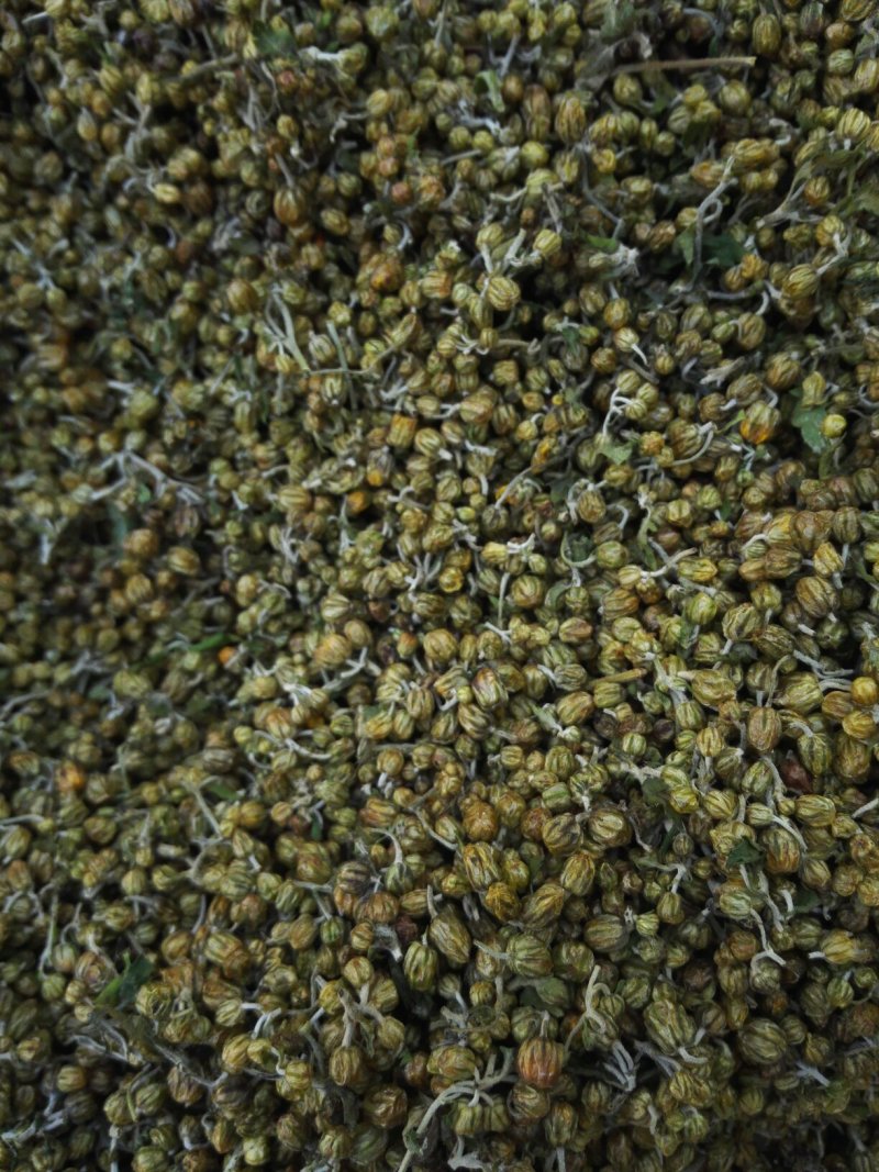 野菊米野菊花