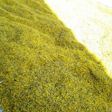野菊米野菊花