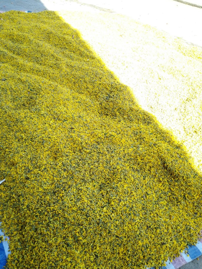 野菊米野菊花
