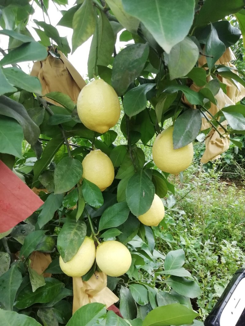 安岳黄柠檬，青柠檬