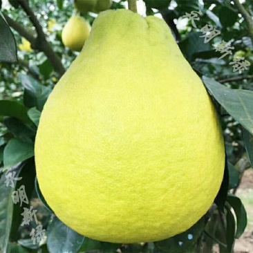 柚子