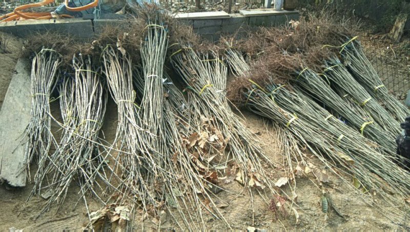 大红袍板栗苗泰山板栗苗品种纯正，山东板栗苗育苗基地
