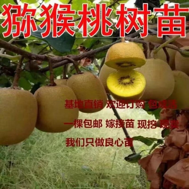 红心猕猴桃树苗猕猴桃树苗果树苗嫁接猕桃苗当年结果南方北