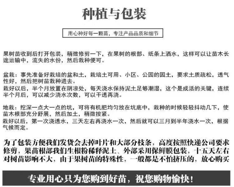 红心猕猴桃树苗猕猴桃树苗果树苗嫁接猕桃苗当年结果南方北