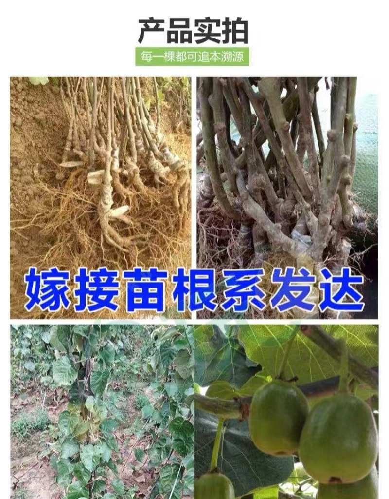红心猕猴桃树苗猕猴桃树苗果树苗嫁接猕桃苗当年结果南方北