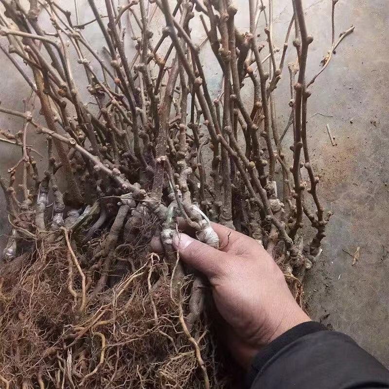 红心猕猴桃树苗猕猴桃树苗果树苗嫁接猕桃苗当年结果南方北
