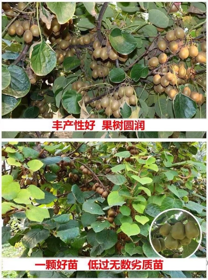 红心猕猴桃树苗猕猴桃树苗果树苗嫁接猕桃苗当年结果南方北
