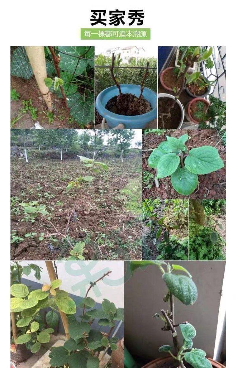红心猕猴桃树苗猕猴桃树苗果树苗嫁接猕桃苗当年结果南方北