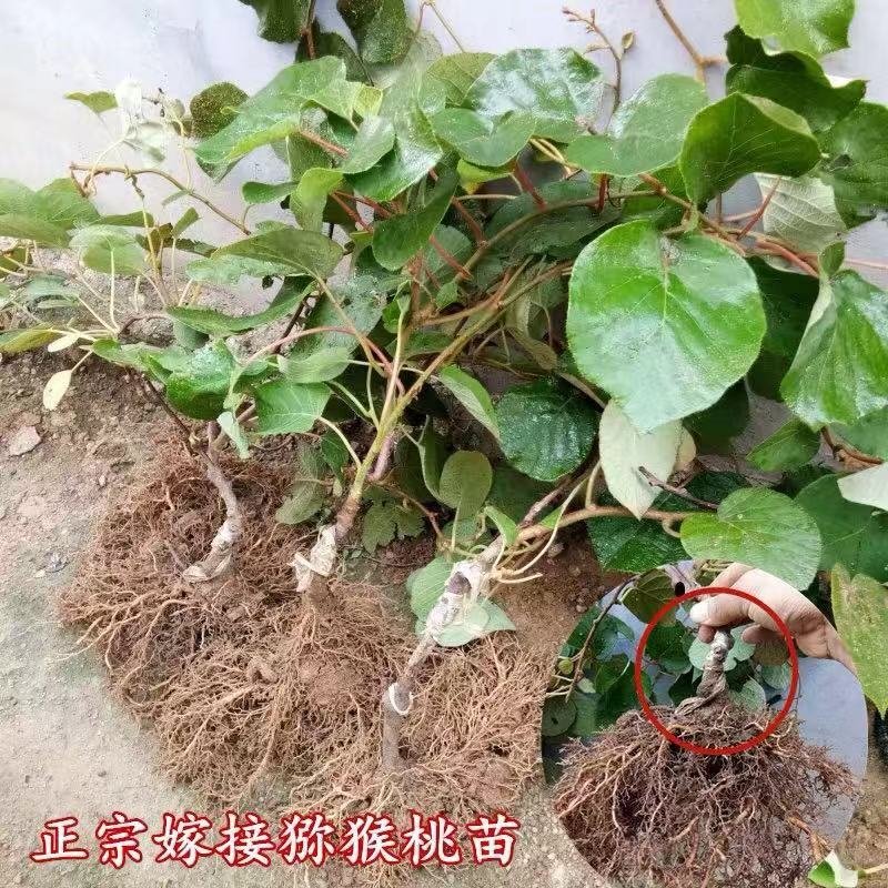 红心猕猴桃树苗猕猴桃树苗果树苗嫁接猕桃苗当年结果南方北