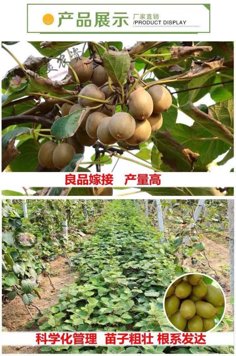 红心猕猴桃树苗猕猴桃树苗果树苗嫁接猕桃苗当年结果南方北