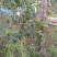 山茶花:黑魔法，种植户基地直销