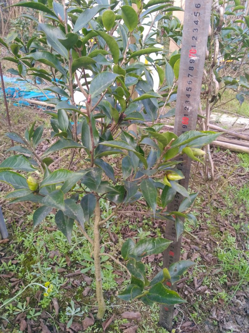 山茶花:黑魔法，种植户基地直销