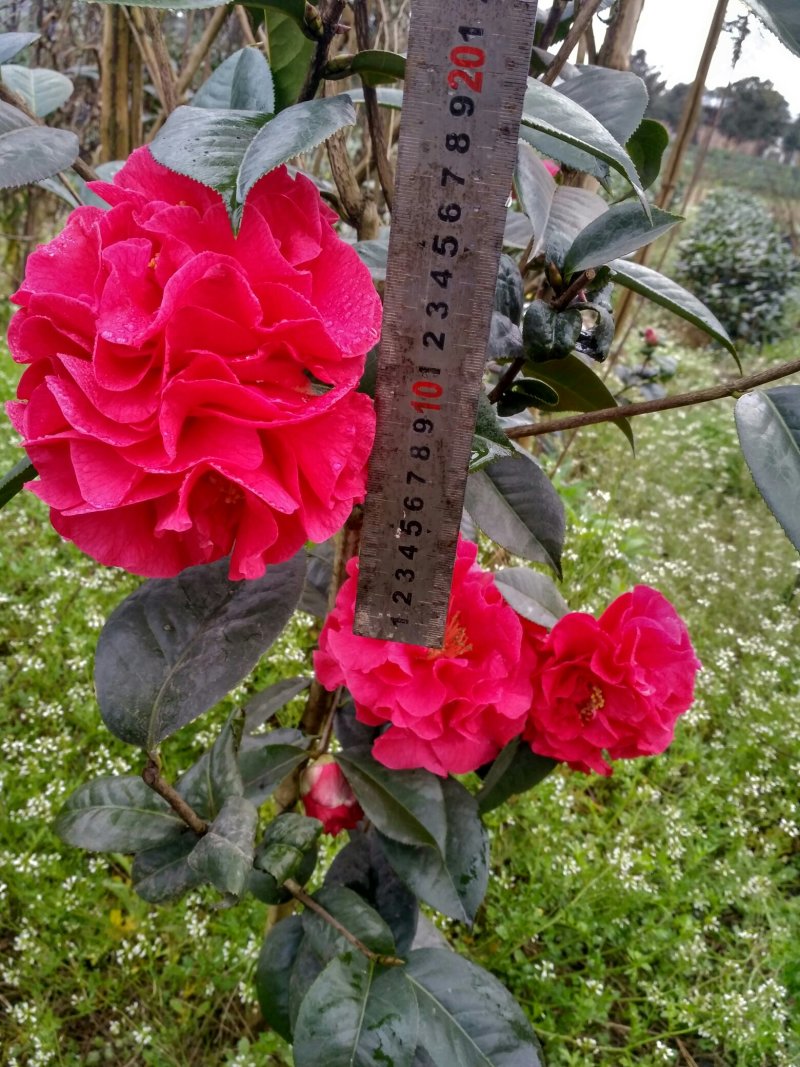山茶花:情人节，花径15~17公分，种植户基地直销