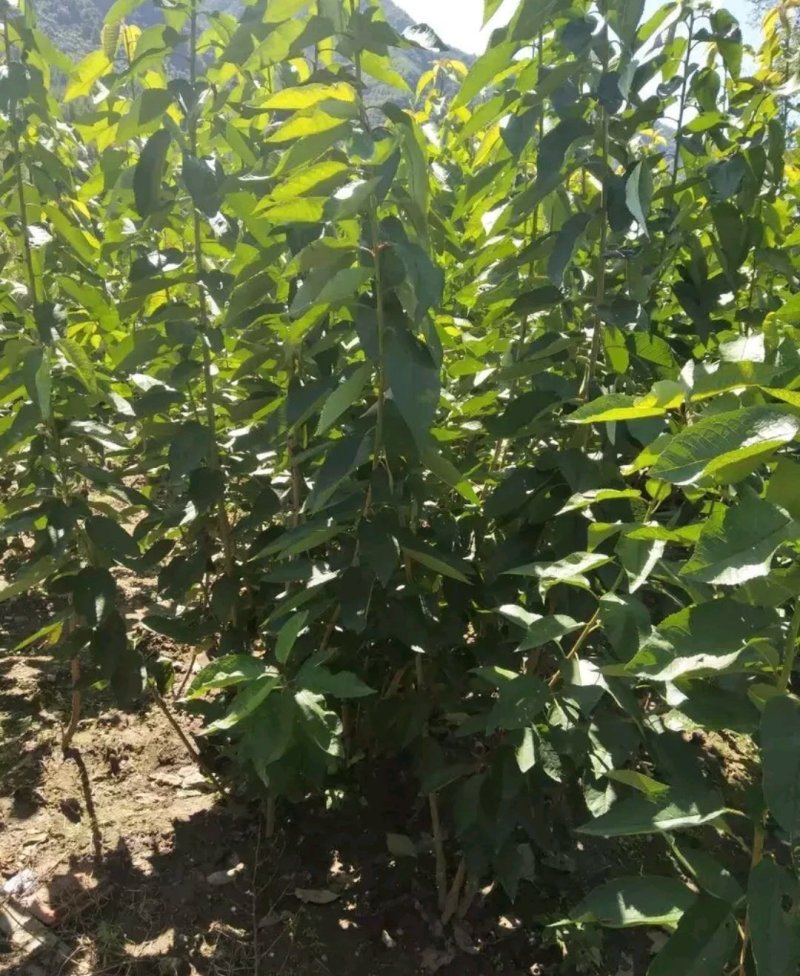 （南方大樱桃苗）无需授粉冷量黑珍珠美早车厘子大樱桃树苗