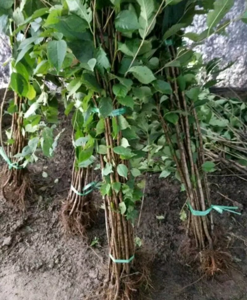 （南方大樱桃苗）无需授粉冷量黑珍珠美早车厘子大樱桃树苗