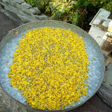 野菊花