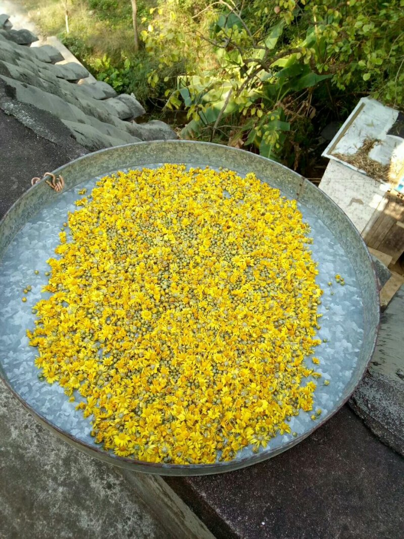 野菊花