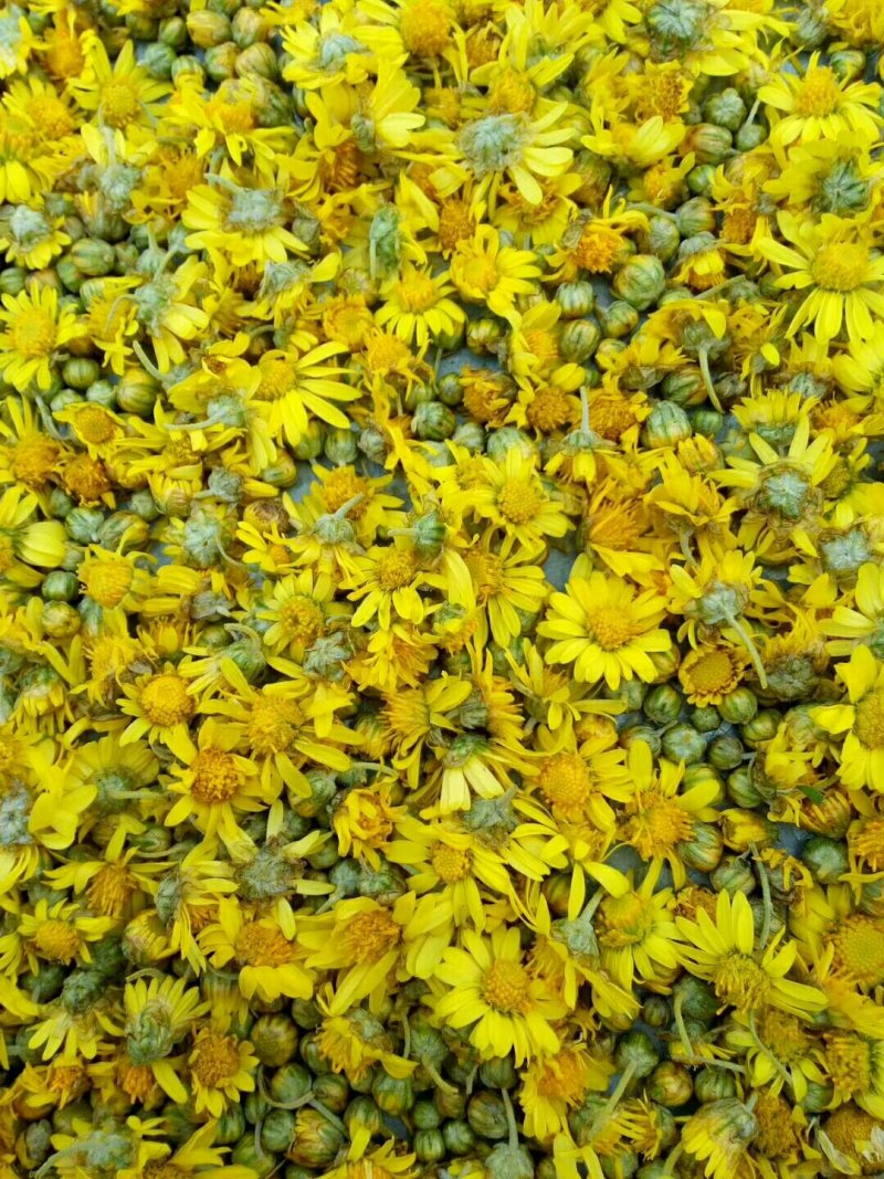 野菊花