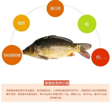 框鏡鲤鱼