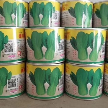 夏龙7号青梗菜