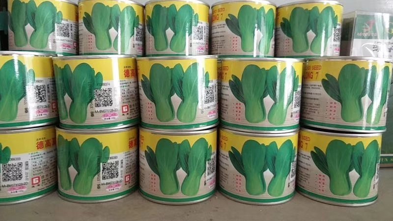 夏龙7号青梗菜