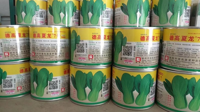 夏龙7号青梗菜