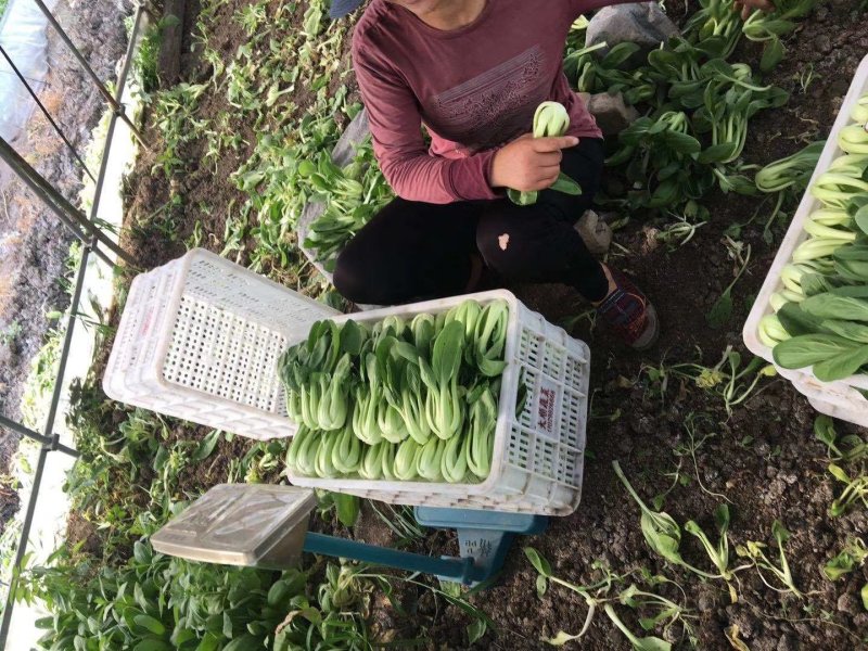 夏龙7号青梗菜