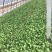 夏龙7号青梗菜