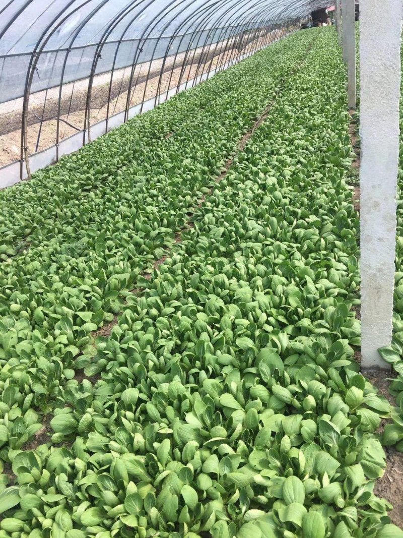 夏龙7号青梗菜