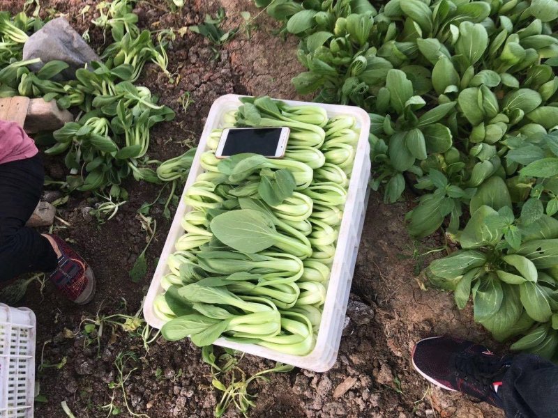 夏龙7号青梗菜