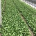 夏龙7号青梗菜