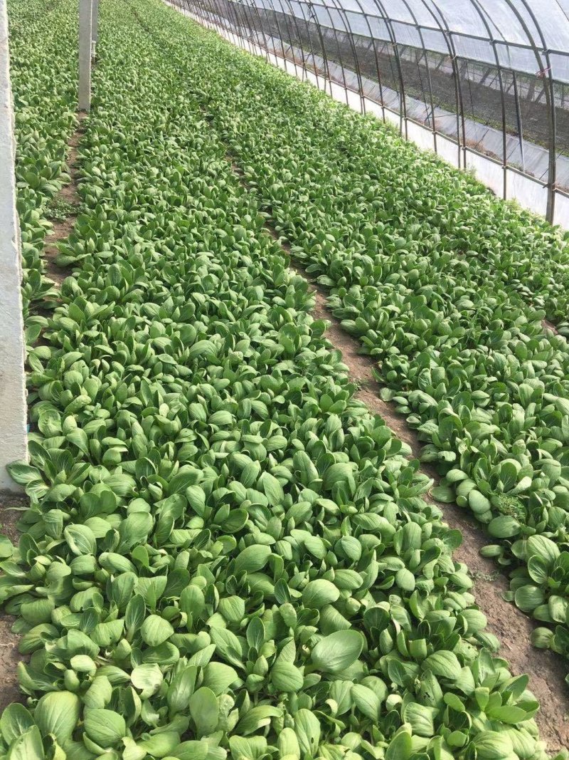 夏龙7号青梗菜