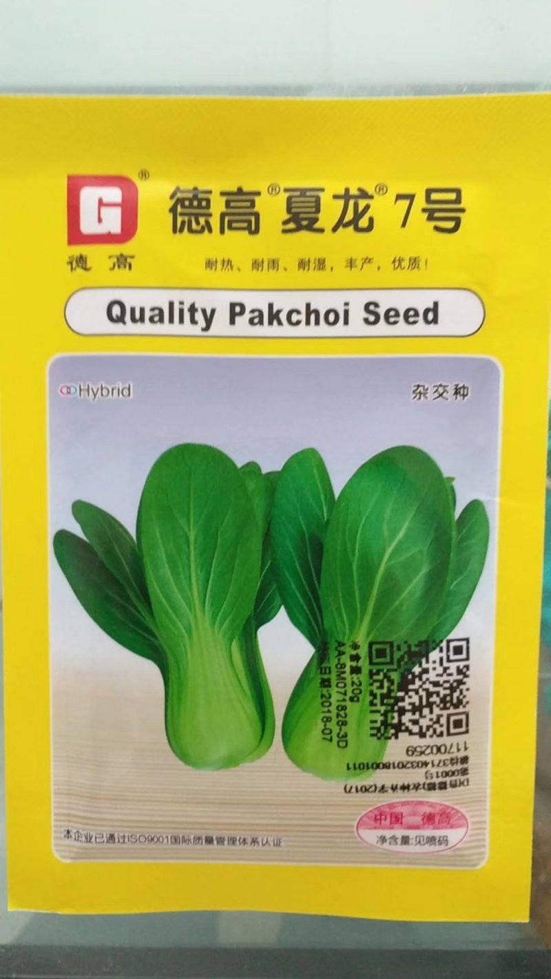 夏龙7号青梗菜