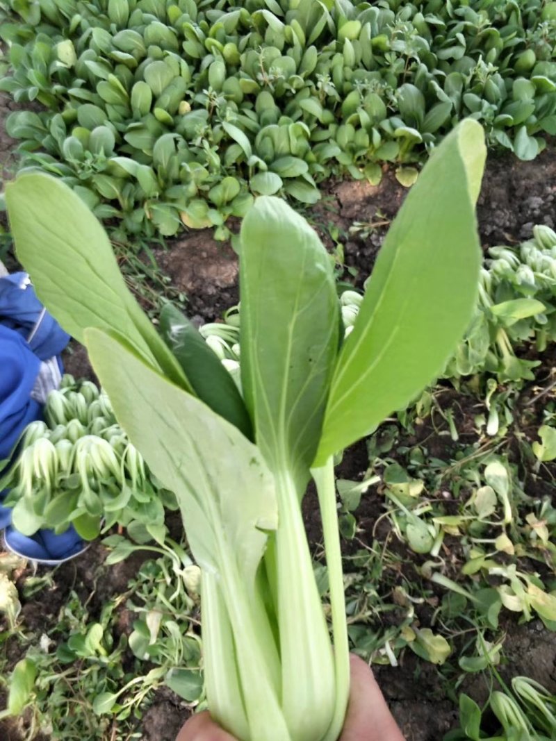夏龙7号青梗菜