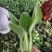 夏龙7号青梗菜