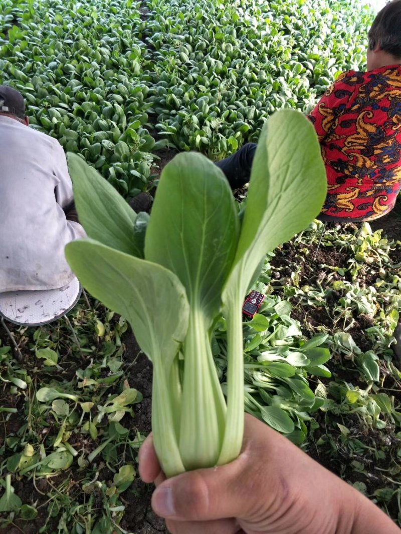 夏龙7号青梗菜
