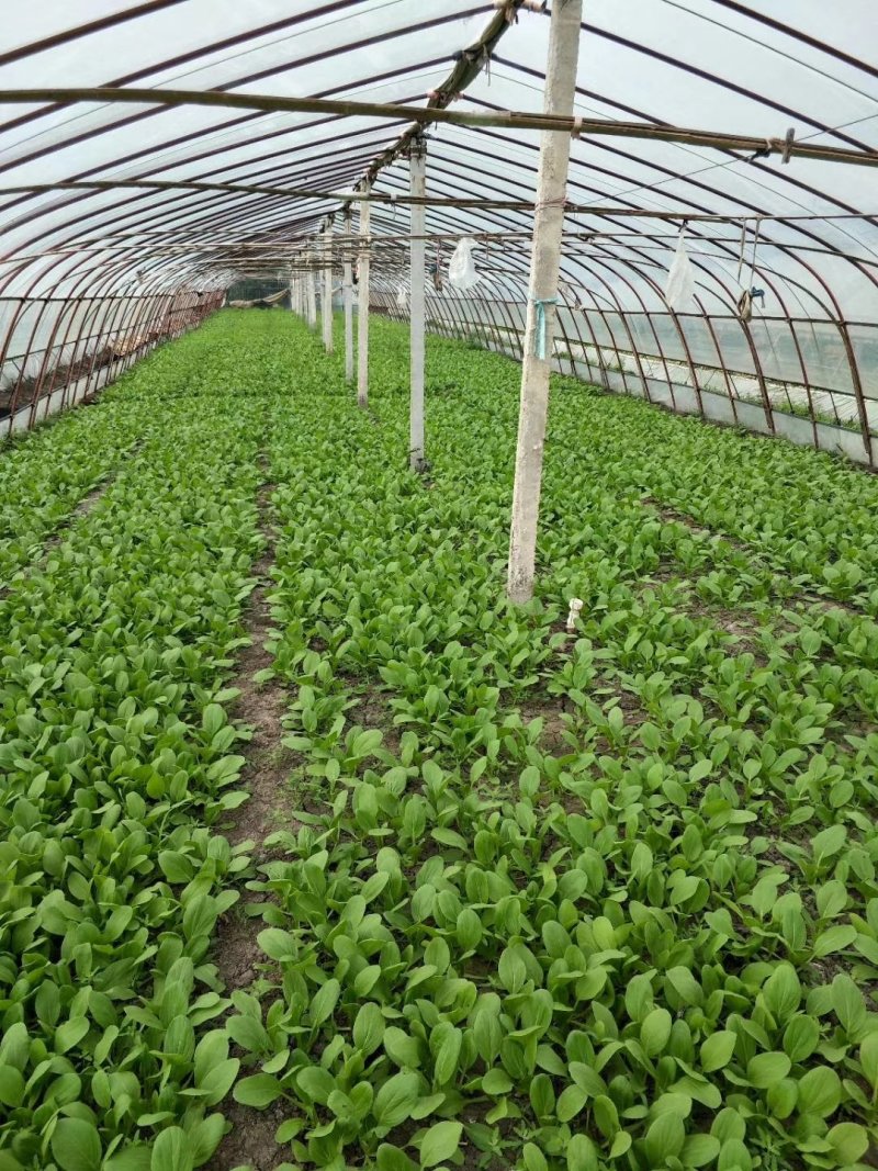 夏龙7号青梗菜
