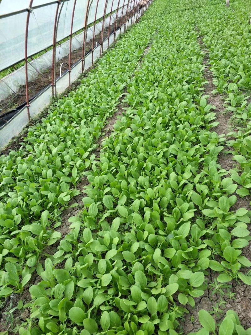 夏龙7号青梗菜