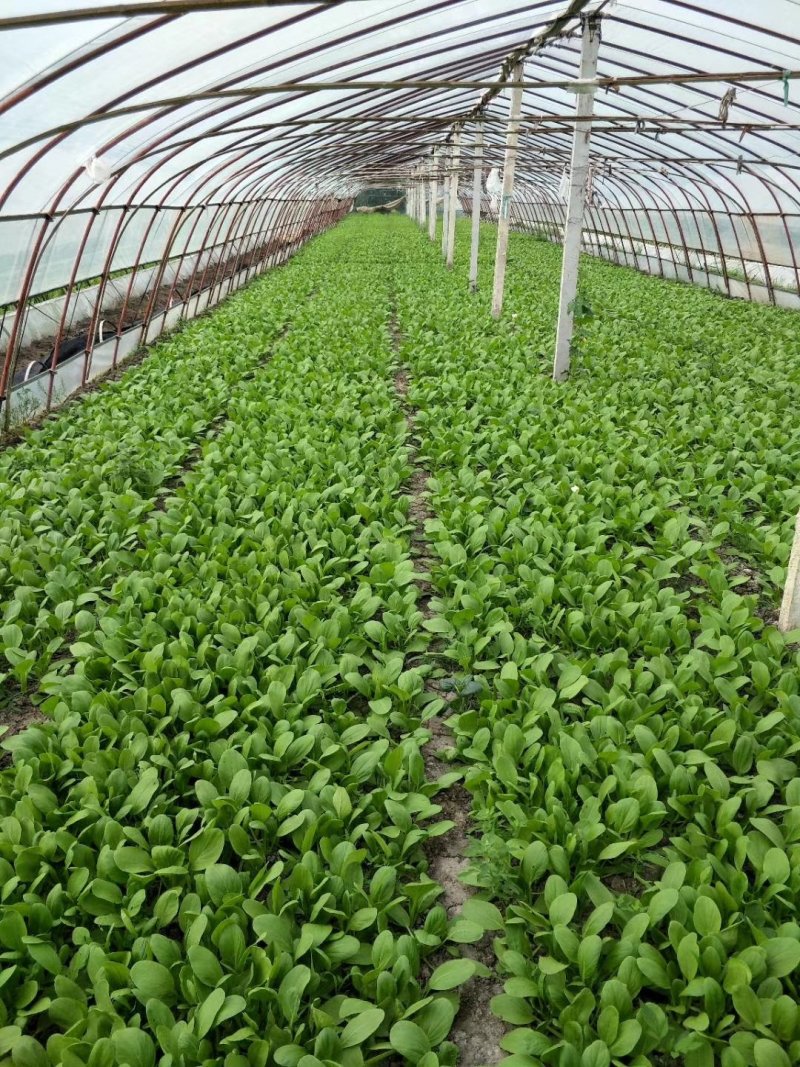夏龙7号青梗菜
