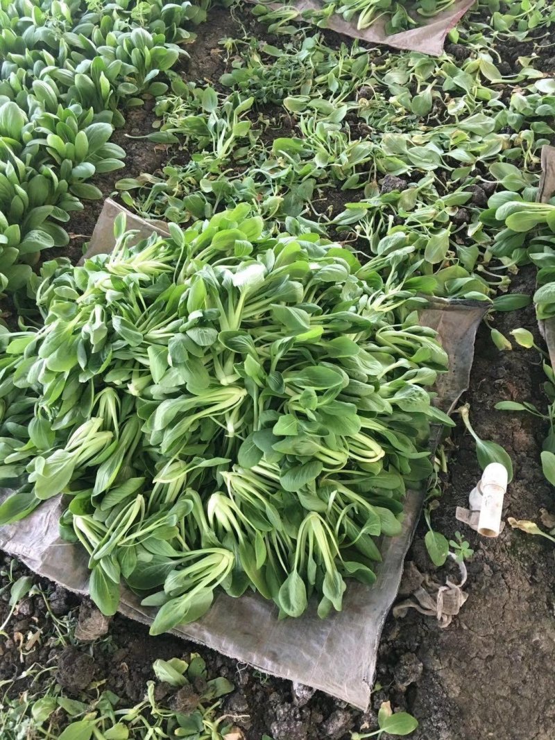 德高绿翔青菜