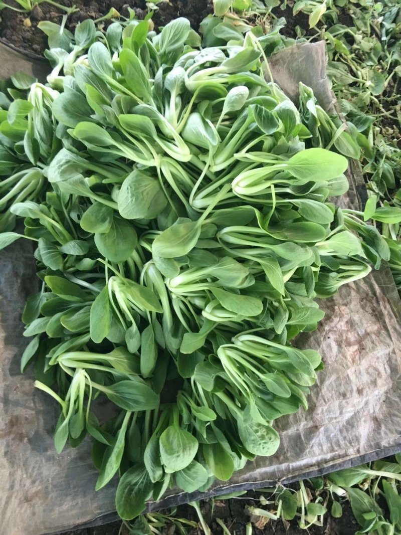 德高绿翔青菜